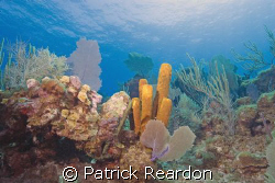 A vibrant reef along the top of the wall.  North shore, G... by Patrick Reardon 
